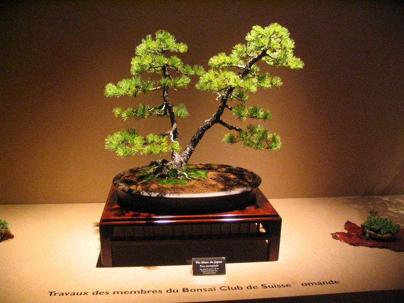 800px-Bonsai_IMG_6424.jpg