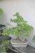400px-Bonsai_-_carpinus_betulus2.jpg